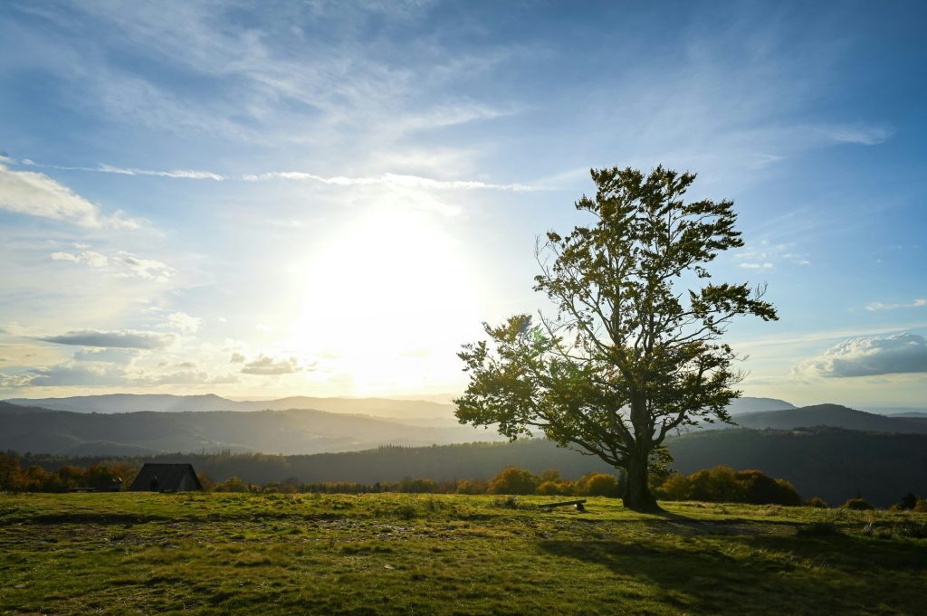 a lone tree in a grassy field with the sun in the background